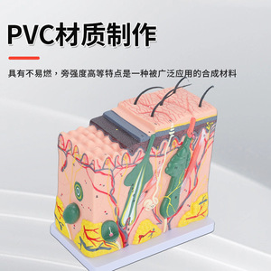 Modèle 3D agrandi de la structure du tissu cutané, anatomie stratifiée du corps humain, chirurgie esthétique et modèle capillaire - Product Image 4