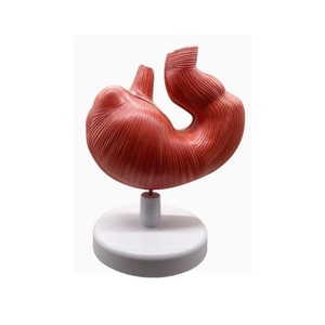 Modèle anatomique <span class=keywords><strong>de</strong></span> l'<span class=keywords><strong>estomac</strong></span> <span class=keywords><strong>de</strong></span> <span class=keywords><strong>porc</strong></span>, matériel pédagogique vétérinaire, anatomie <span class=keywords><strong>de</strong></span> l'<span class=keywords><strong>estomac</strong></span> animal, équipement éducatif - Product Image 2