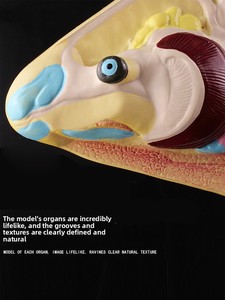 Modelo <span class=keywords><strong>de</strong></span> Anatomía <span class=keywords><strong>de</strong></span> Pez con Órganos Internos Desmontables para Enseñanza <span class=keywords><strong>de</strong></span> Biología en Secundaria/Preparatoria y <span class=keywords><strong>Educación</strong></span> <span class=keywords><strong>Superior</strong></span>, Ciencia Profesional - Product Image 5