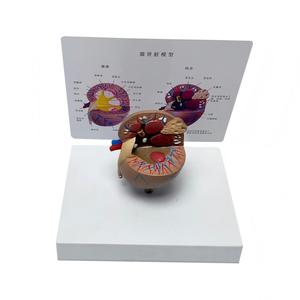 Modelo de anatomía renal felina con patologías comunes para la enseñanza veterinaria - Product Image 3