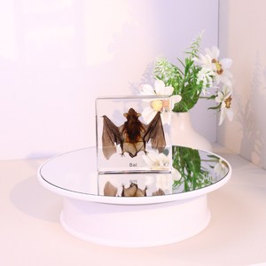 מפעל סיטונאי שקוף שרף בעלי חיים עטלף דגימה ציוד הוראה חינוכית לשיעור ביולוגי בבית הספר - Product Image 4