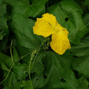 <span class=keywords><strong>Semillas</strong></span> de <span class=keywords><strong>Luffa</strong></span> Naturales Si Gua Zi, <span class=keywords><strong>Semillas</strong></span> de Loofa Crudas Maduras en Venta - Product Image 6