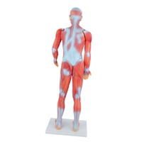 Modèle d'enseignement du corps humain complet Maihun, modèle d'anatomie musculaire pour la dissection, 85 cm, en PVC