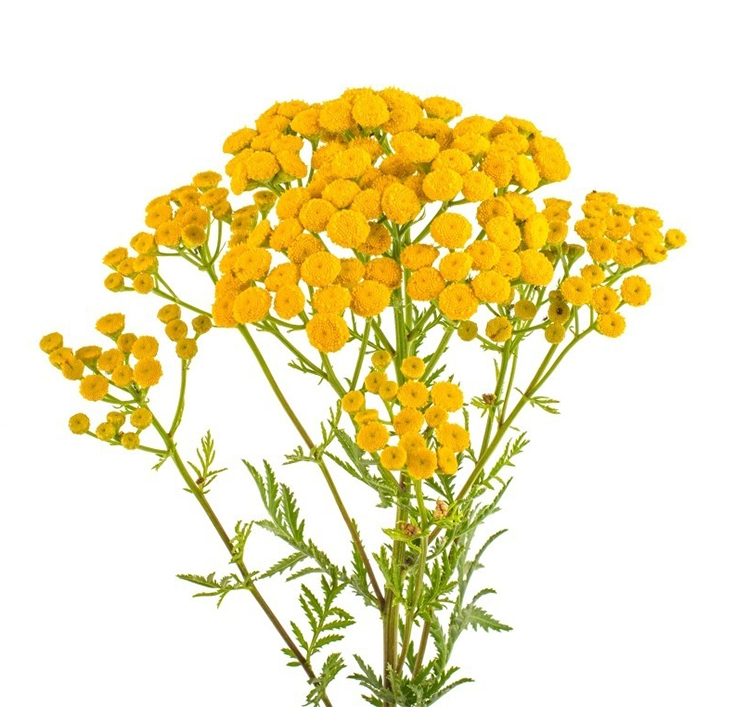 CAS 8016-87-3 Wholesale price Tanacetum annuum oil 100% pure natural organic blue tansy essential oil