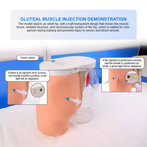 Modelo Anatómico de Inyección Intramuscular ADA-H5T, Glúteo <span class=keywords><strong>Humano</strong></span> Transparente para Entrenamiento en Escuelas de Medicina, Ciencias Médicas - Product Image 4