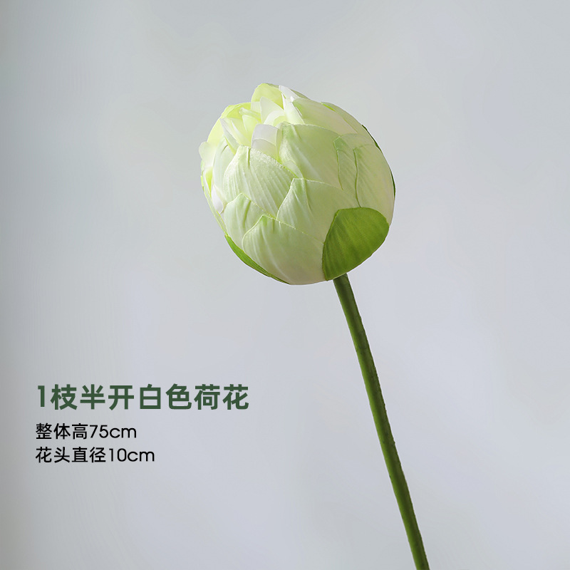 Lotus - 1 bouton blanc à moitié ouvert