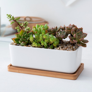 <span class=keywords><strong>Pot</strong></span> <span class=keywords><strong>rectangulaire</strong></span> en céramique blanche <span class=keywords><strong>pour</strong></span> plantes succulentes avec plateau en <span class=keywords><strong>bambou</strong></span> - Product Image 4