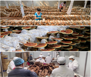 สารสกัดจากพืชผงกาแฟเห็ดหลินจืออแกนิกผสมเห็ดสำเร็จรูปพร้อมแผงคอสิงโตสำหรับเน้นพลังงาน - Product Image 3