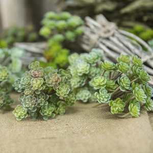 Plantes Décoratives Artificielles : Plantes Succulentes à 24 Branches, Graines Immortelles pour Mariages, Fêtes, Décoration de Jardin et Vente en Gros - Product Image 2