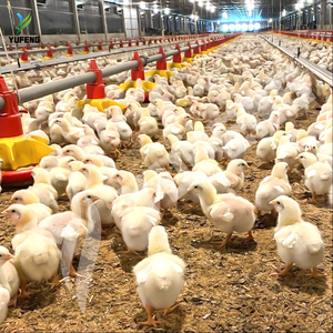 Modern Full-Automatic <strong>Chicken</strong> Broiler Floor Flat <strong>Raising</strong> Equipment Poultry Farming <strong>Chicken</strong> <strong>Feed</strong> Feeding Equipment - Product Image 2