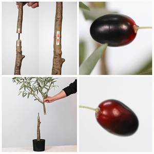 Fornitore artificiale Indoor piante staccabili per la decorazione della casa con la plastica nera fioriera finta albero di ulivo - Product Image 3