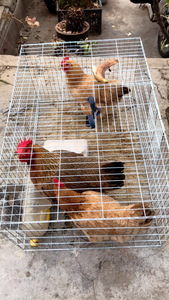 Metal Mobile Cage Pet Breeding Metal Chicken Coop Chicken <strong>Run</strong> for Yard with Cover <strong>Outdoor</strong> for Outside Duck Rabbit Hen - Product Image 4