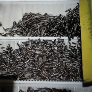 بذور عباد الشمس العضوية الخام المجففة بالجملة من منغوليا الداخلية الصينية المنشأ موديل 361 عبوة 25 كجم - Product Image 5