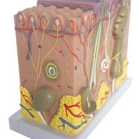 Modelo de bloque de piel, modelo de Anatomía Humana médica 3D, material PET