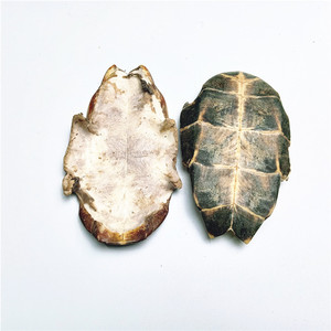 ผงกระดองเต่าธรรมชาติบริสุทธิ์สกัดจากกระดองเต่า - Product Image 2