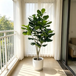 210cm Pitted white basin Fiddle-leaf fig– Eco-Friendly Plant for Wedding & Event Decoration - Product Image 4