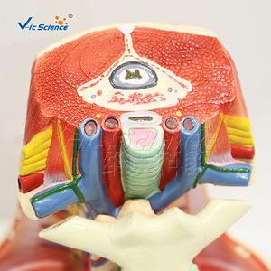 Modèle d'anatomie médastrienne humaine, modèle en 3 parties pour l'enseignement et la démonstration des systèmes cardio-pulmonaires et vasculaires. - Product Image 2