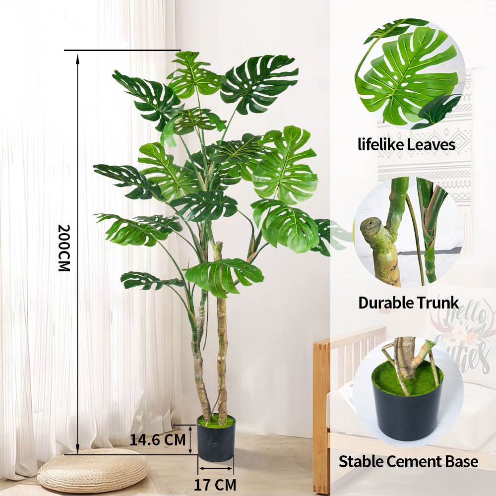 6.5ft monstera plants