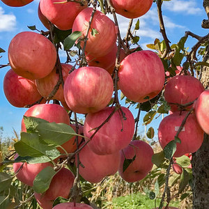 2024 nouvelle <span class=keywords><strong>saison</strong></span> fruits frais Fuji Apple prix naturel bio rouge Gala pommes fruits - Product Image 6