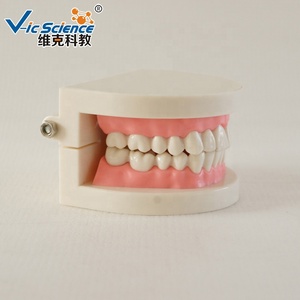 Herramientas de Enseñanza y Entrenamiento Práctico, Modelo de Anatomí<span class=keywords><strong>a</strong></span> Dental Estándar para la Enseñanza de Ciencias Médicas, Modelo Educativo de Dientes Humanos - Product Image 3