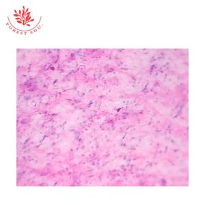 Ressources pédagogiques Lames de microscope préparées Étude de l'enseignement supérieur Section de la moelle épinière Lames d'histologie humaine - Product Image 4