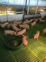 Nouvel équipement personnalisé pour l'élevage de moutons, destiné aux fermes avicoles de haute qualité : Planchers en plastique à lattes, robustes et à pleine/demi-étanchéité pour porcs.