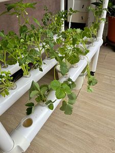 China Factory Aeroponic <span class=keywords><strong>Cloner</strong></span> 150/128/80 sito Hydroponic Clone Shell macchina per clonazione idroponica per piante - Product Image 2