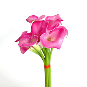 Lys Calla colorés, fleurs naturelles pour <span class=keywords><strong>mariée</strong></span>, fête des mères, Saint-Valentin, Yunnan Kunming, cheveux raides - Product Image 4