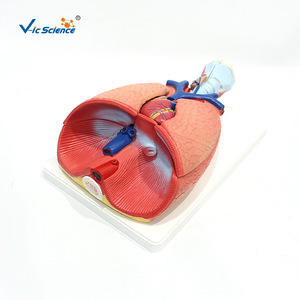 VIC3322 Modèle d'anatomie cardiaque et pulmonaire humaine, modèle du système respiratoire, modèle médical - Product Image 5
