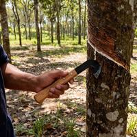 Couteau à résine pour coupe d'huile de pin, entièrement en acier, outil de rainurage de l'écorce pour la forêt, pour la récolte de la turpentine, fournisseur