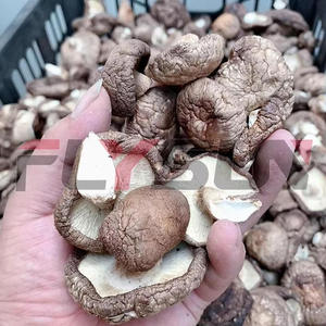 Mushroom <b>drying</b> <b>equipment</b> Industrial Mushroom <b>Drying</b> <b>Equipment</b> with PLC Control System for Dehydrating Fresh mushroom - Product Image 2