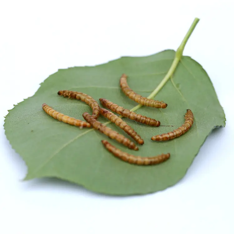 Evcil hayvanlar için toptan yüksek kaliteli üst sınıf kurutulmuş mealworms