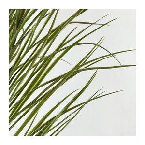 Plantes de Pampas Individuelles, Résistantes aux Zones Sombre, pour la Décoration de Bureau et de Chambre - Product Image 4