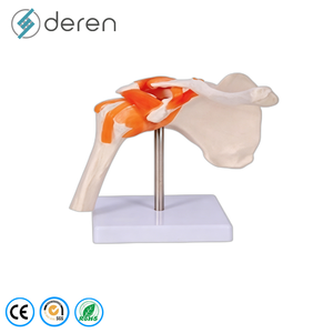 Modelo de Clasificación de Huesos Humanos de PVC, Tamaño Real, Huesos Largos, Cortos, Planos e Irregulares, Exhibición de Anatomía Ósea para Escuelas de Medicina - Product Image 6