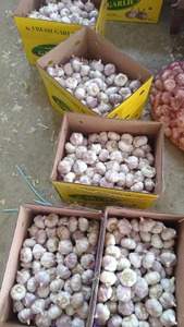Bán buôn Chất lượng cao tỏi trắng tươi với số lượng lớn tỏi trắng bình thường từ cung cấp bán buôn - Product Image 4