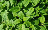 Prix d'usine Poudre de saveur de menthe naturelle/Extrait de menthe poivrée/Poudre de menthe blanche