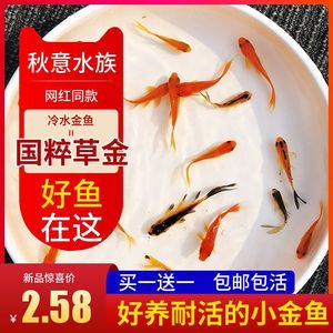 Alevines de Peces Koi Dorados, Peces Ornamentales de Agua Fría, Peces Acuáticos Resistentes Vivos, Venta al por Mayor - Product Image 5