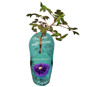 Couvercle de <span class=keywords><strong>pot</strong></span> d'emballage de pivoines en polypropylène étanche anti-décoloration personnalisé pour l'emballage de fleurs de plantes de ferme - Product Image 1