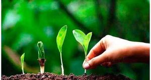 YD-F3009/G Funções Bactérias para Fixação de Nitrogênio Fósforo Potássio Resolvendo Bio-Fertilizante Orgânico - Product Image 6