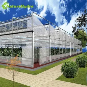 Agriculture multi-span arch plastic film Greenhouse tomato greenhouse and strawberry greenhouse turnkey project