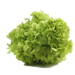 Vente en gros de fleurs et de plantes conservées à grands pétales real touch <span class=keywords><strong>anna</strong></span> hortensia à grandes feuilles - Product Image 1