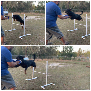 Factory Dog Training <b>Bite</b> Wedge <b>Bite</b> Pillow with 2 Handle Interactive Toy Dog <b>Bite</b> Sleeve Training Protection Dog <b>Bite</b> Wedge - Product Image 5