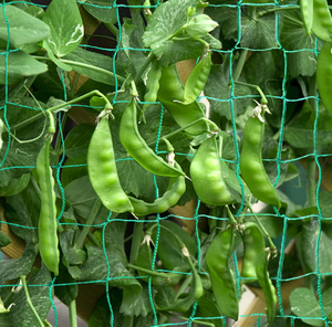 Robuste 25X25CM 30X30CM maille vert HDPE noeud support de jardin treillis plante filet pour concombre vigne Fruits et légumes Tomat - Product Image 6