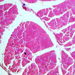 Portaobjetos Preparados para Microscopio de Tejidos Biológicos, Usados en Enseñanza Médica, para el Aprendizaje de Estudiantes de <span class=keywords><strong>Primaria</strong></span> y <span class=keywords><strong>Secundaria</strong></span> - Product Image 3