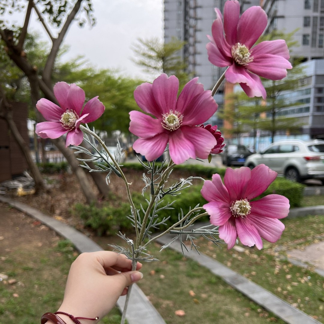 6 tête cosmos venise rouge