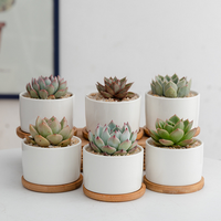 Mini Pots de plantes succulentes, lot de 6 Pots de plantes succulentes en céramique blanche avec plateau en bambou