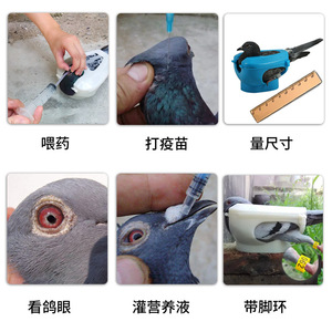 Eco-friendly Plastic Pigeon Supplies Pet <strong>Bird</strong> Medicine <strong>Feeding</strong> Vaccine Holder Observation Birdling <strong>Stand</strong> for Baby <strong>Birds</strong> Indoor - Product Image 3