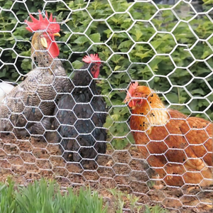 Rust‑Resistant Hexagonal Chicken <b>Wire</b> <b>Mesh</b> for Garden Protection - Product Image 5