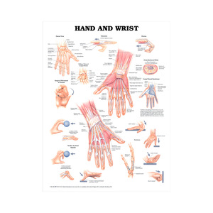 Ensemble d'affiches sur toile d'anatomie humaine - Cartes du cœur, du squelette et des organes musculaires pour l'enseignement et la démonstration en classe, à l'hôpital et en milieu médical - Product Image 5