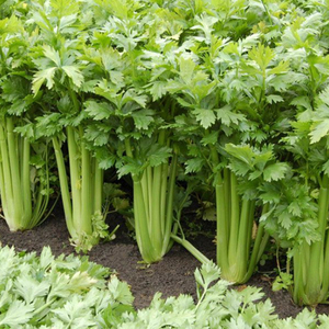 <span class=keywords><strong>Poudre</strong></span> d'extrait <span class=keywords><strong>de</strong></span> céleri <span class=keywords><strong>de</strong></span> haute qualité, prix <span class=keywords><strong>de</strong></span> gros, fournie par l'usine Ciyuan - Product Image 6